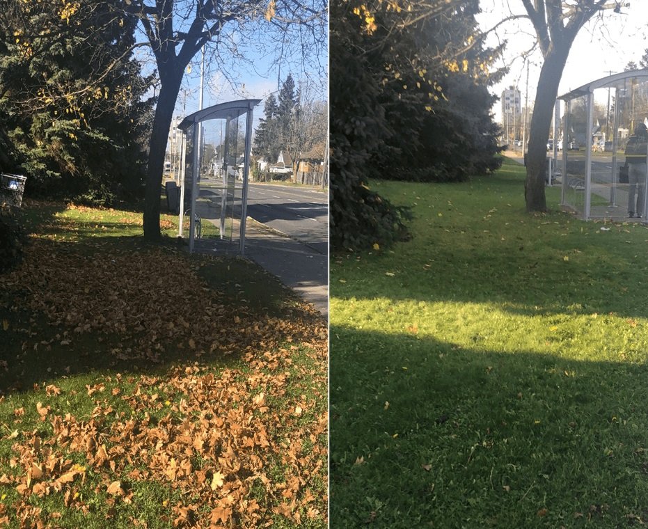FallCleanUp-Leafylane | Leafylane Company
