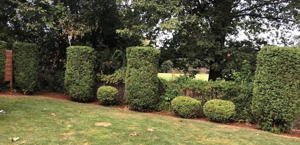 LeafyLane pruning and trimming | Leafylane Company LeafyLane expert trimming a tree for healthier growth.