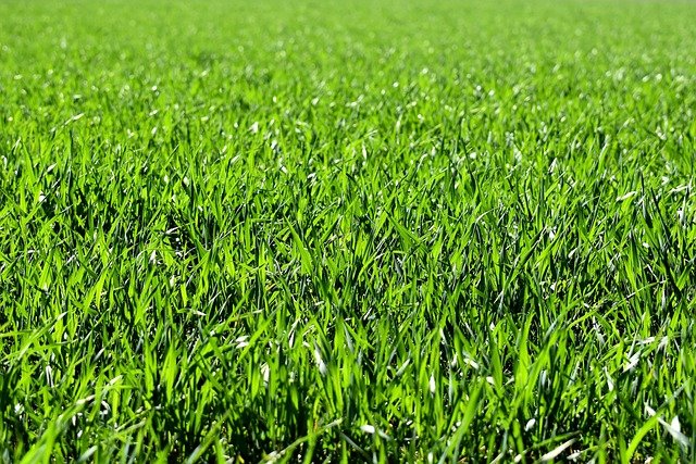 meadow, field, nature, grass, landscape, grassy, grasslands, grass blades, lush, green, greenery, green grass, lawn, meadow, field, field, grass, grass, green, green, green, green, lawn, lawn, lawn, lawn, lawn